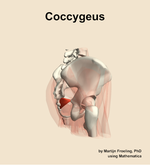 The coccygeus muscle of the hip - orientation 8