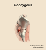 The coccygeus muscle of the hip - orientation 9