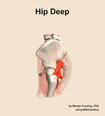 Muscles of the deep compartment of the hip - orientation 1