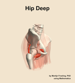 Muscles of the deep compartment of the hip - orientation 10