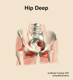 Muscles of the deep compartment of the hip - orientation 12