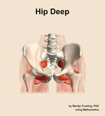 Muscles of the deep compartment of the hip - orientation 13