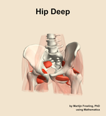Muscles of the deep compartment of the hip - orientation 14