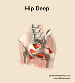 Muscles of the deep compartment of the hip - orientation 15