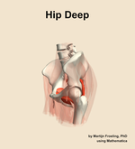 Muscles of the deep compartment of the hip - orientation 16