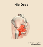 Muscles of the deep compartment of the hip - orientation 2