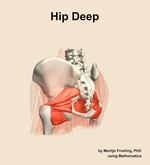 Muscles of the deep compartment of the hip - orientation 3
