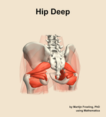 Muscles of the deep compartment of the hip - orientation 4