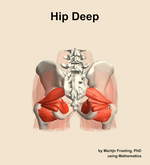 Muscles of the deep compartment of the hip - orientation 5