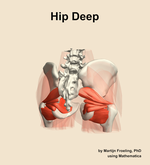 Muscles of the deep compartment of the hip - orientation 6