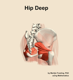 Muscles of the deep compartment of the hip - orientation 7