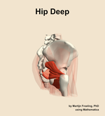 Muscles of the deep compartment of the hip - orientation 8