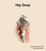 Muscles of the deep compartment of the hip - orientation 9