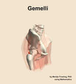 The gemelli muscle of the hip - orientation 10