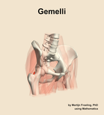 The gemelli muscle of the hip - orientation 11