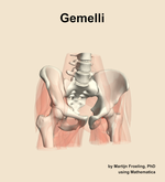 The gemelli muscle of the hip - orientation 12