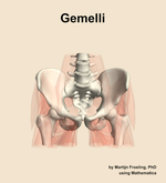 The gemelli muscle of the hip - orientation 13