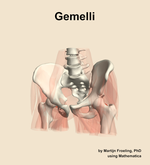 The gemelli muscle of the hip - orientation 14