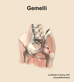 The gemelli muscle of the hip - orientation 15