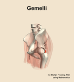The gemelli muscle of the hip - orientation 16