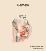 The gemelli muscle of the hip - orientation 2