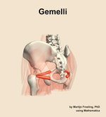The gemelli muscle of the hip - orientation 3