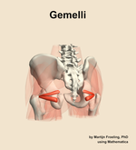 The gemelli muscle of the hip - orientation 4