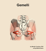 The gemelli muscle of the hip - orientation 5