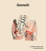 The gemelli muscle of the hip - orientation 6