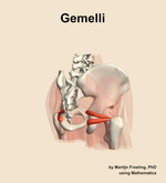The gemelli muscle of the hip - orientation 7