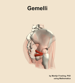 The gemelli muscle of the hip - orientation 8