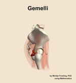 The gemelli muscle of the hip - orientation 9