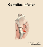 The gemellus inferior muscle of the hip - orientation 1