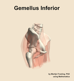 The gemellus inferior muscle of the hip - orientation 10