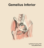 The gemellus inferior muscle of the hip - orientation 11