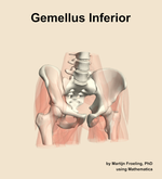 The gemellus inferior muscle of the hip - orientation 12