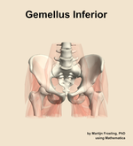 The gemellus inferior muscle of the hip - orientation 13