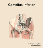 The gemellus inferior muscle of the hip - orientation 14