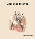 The gemellus inferior muscle of the hip - orientation 15
