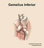 The gemellus inferior muscle of the hip - orientation 16