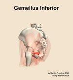 The gemellus inferior muscle of the hip - orientation 2