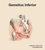 The gemellus inferior muscle of the hip - orientation 3