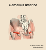 The gemellus inferior muscle of the hip - orientation 4