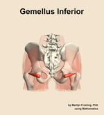 The gemellus inferior muscle of the hip - orientation 5