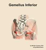 The gemellus inferior muscle of the hip - orientation 6