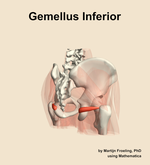 The gemellus inferior muscle of the hip - orientation 7