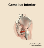 The gemellus inferior muscle of the hip - orientation 8