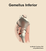 The gemellus inferior muscle of the hip - orientation 9