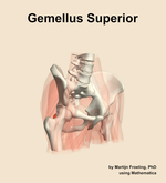 The gemellus superior muscle of the hip - orientation 11