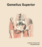 The gemellus superior muscle of the hip - orientation 12